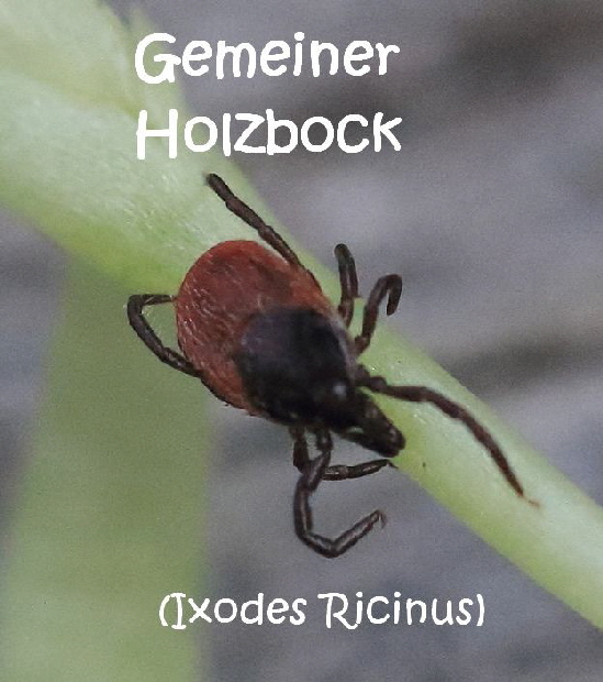 Gemeiner_Holzbock_Ixodes_ricinus_7912