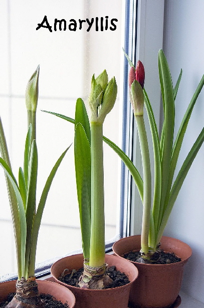 Giftige_Pflanzen_amaryllis-1984899_1920
