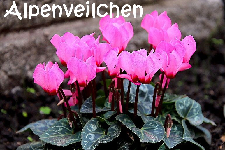 Giftige_Pflanzen_cyclamen-4584842_1280