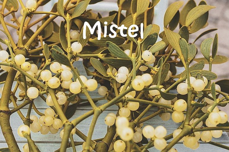 Giftige_Pflanzen_mistletoe-3845570_1280