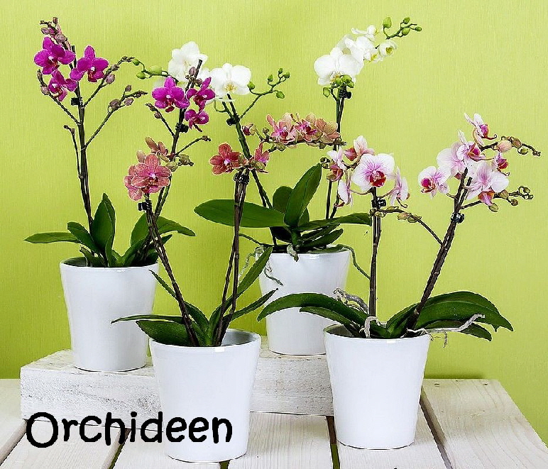 Giftige_Pflanzen_orchids-595242_1280