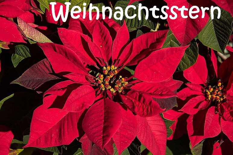 Giftige_Pflanzen_poinsettia-1461262_1920