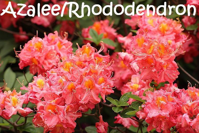 Giftige_Pflanzen_rhododendron-3407172_1920