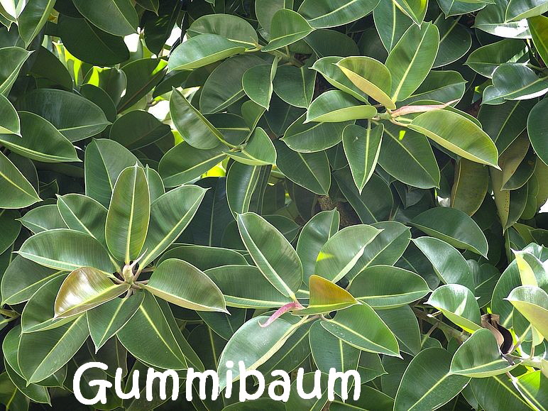 Giftige_Pflanzen_rubber-tree-1280788_1920