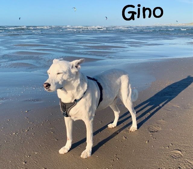 Gino_IMG_3733_mN