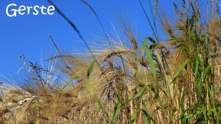 Grannen_barley-5435248_1280