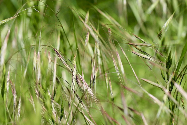 Grannen_grass-blossom-7204952_1280