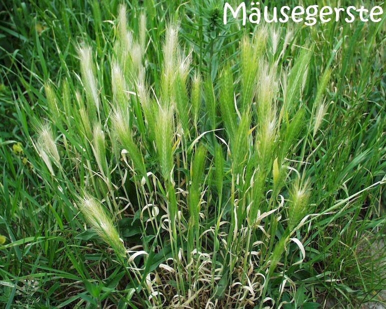 Grannen_maeusegerste_01-1735_1000x800