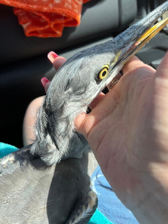 Graureiher-20250814-WA0006 Graureiher-20250814-WA0006