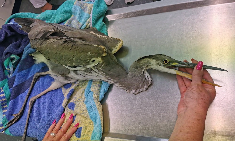 Graureiher_20250814_131642 Graureiher_20250814_131642