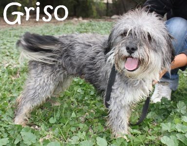Griso_Cieza-Hunde_IMG_6074_mN