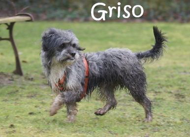 Griso_DSC00509_mN