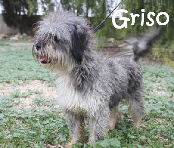 Griso_IMG_6058_mN