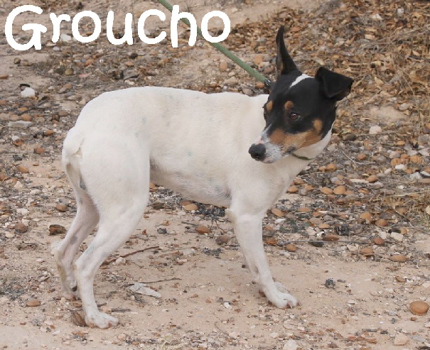Groucho_IMG_9530_mN