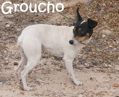 Groucho_IMG_9530_mN