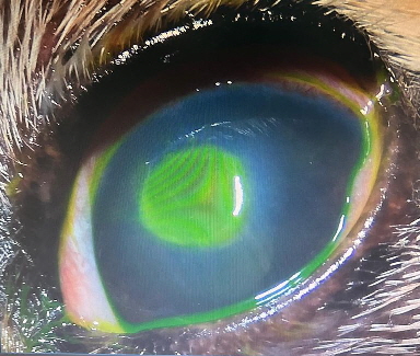 Gulliver-20250612-WA0009 Gulliver-20250612-WA0009