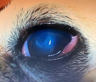 Gulliver-20250612-WA0010