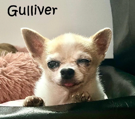 Gulliver-20250612-WA0012 Gulliver-20250612-WA0012