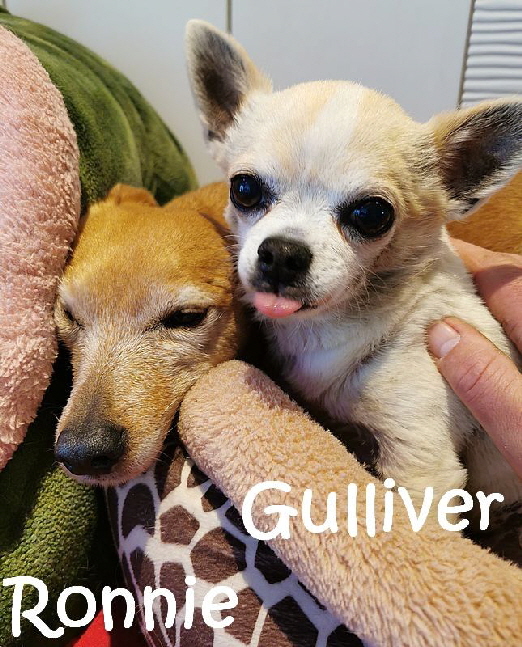 Gulliver+Ronnie_IMG_20210528_085506