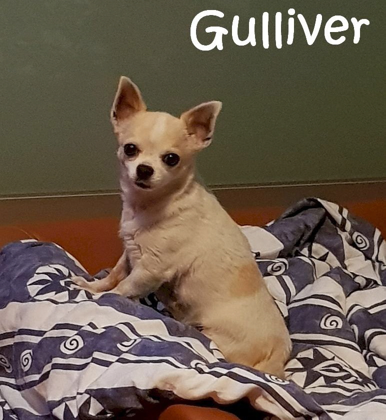 Gulliver_20201102_213016