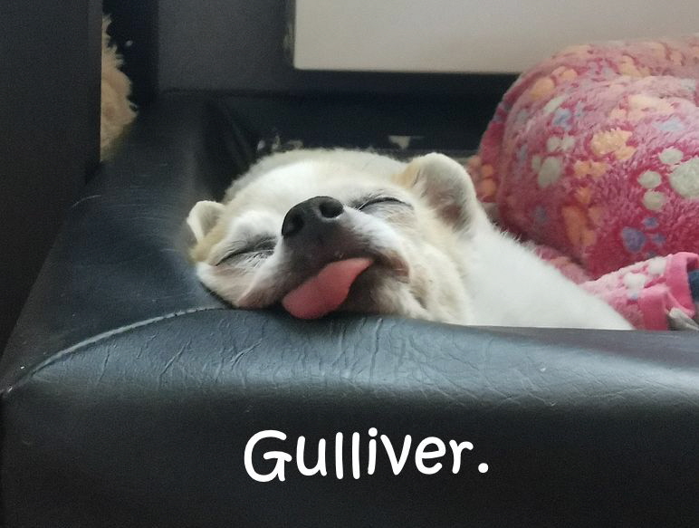 Gulliver_20250614_202050 Gulliver_20250614_202050