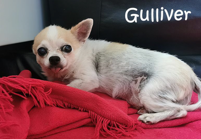 Gulliver_20250729_150156 Gulliver_20250729_150156