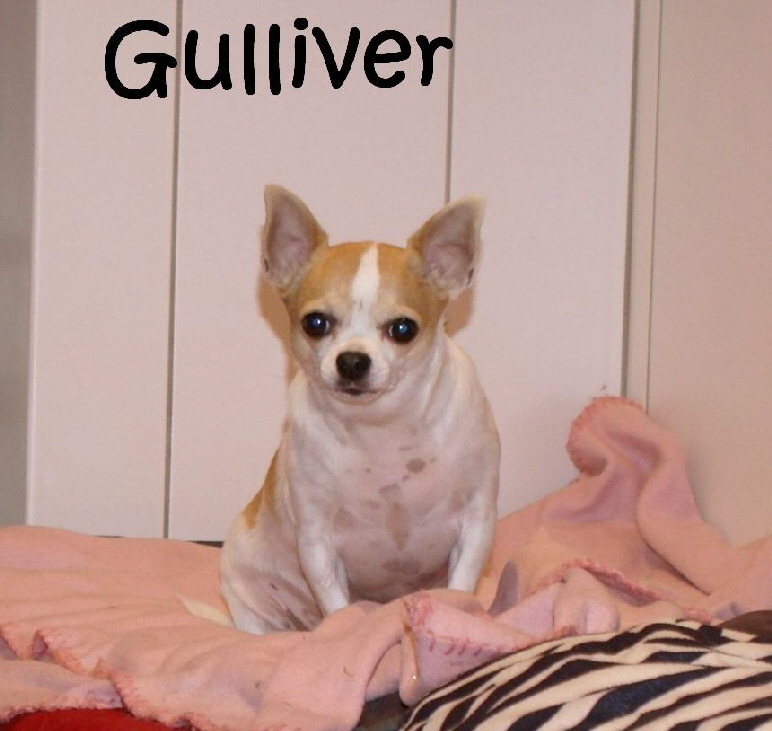 Gulliver_DSC00381_mN