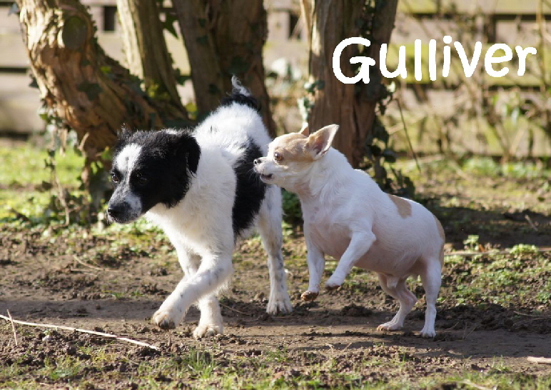 Gulliver_DSC00526