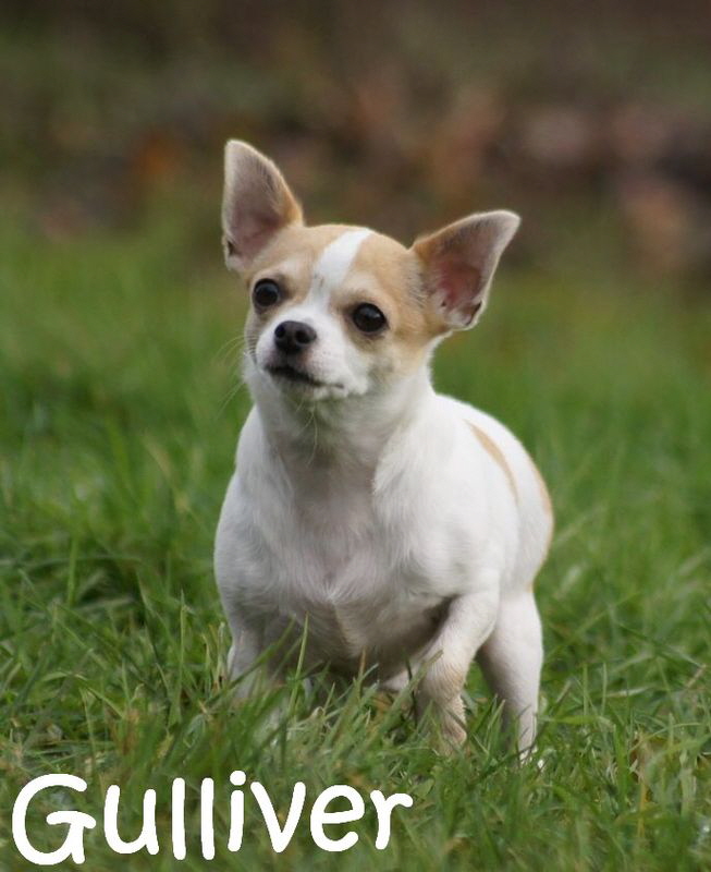 Gulliver_DSC02475_mN