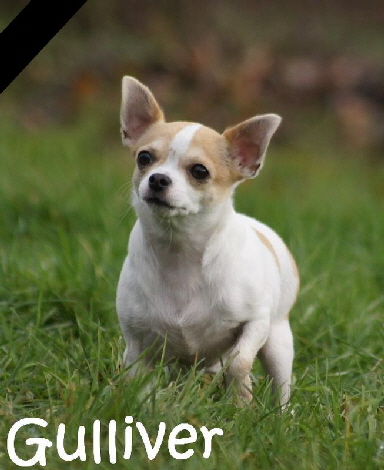 Gulliver_DSC02475_mNtf
