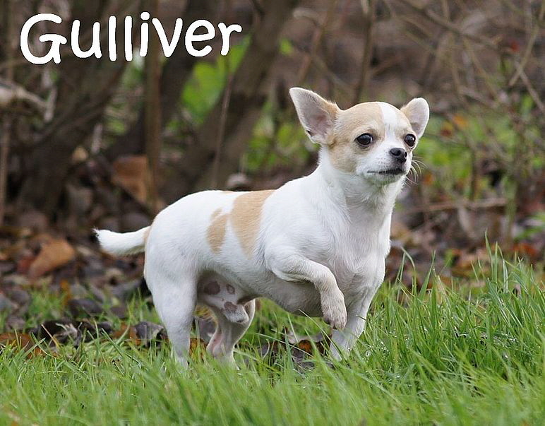 Gulliver_DSC02511