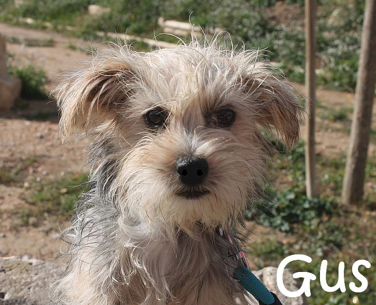 Gus_IMG_4759_mN