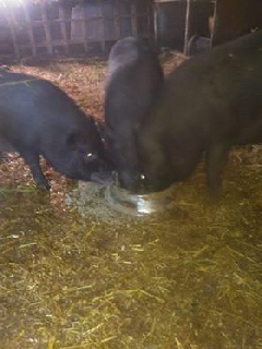 Haengebauchschweine_34830153_1956773014353430_4918548370731040768_n