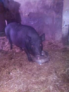 Haengebauchschweine_34841089_1956773634353368_8580945805270056960_n