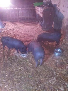 Haengebauchschweine_34962785_1956773454353386_7730996967374848000_n