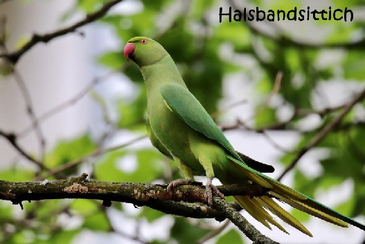 Halsbandsittich-7986601