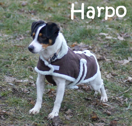 Harpo_DSC01875_mN