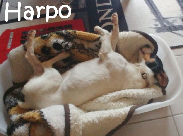 Harpo_IMG-20180304-WA0007_mN