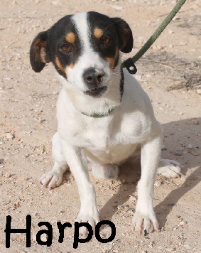 Harpo_IMG_9548_mN