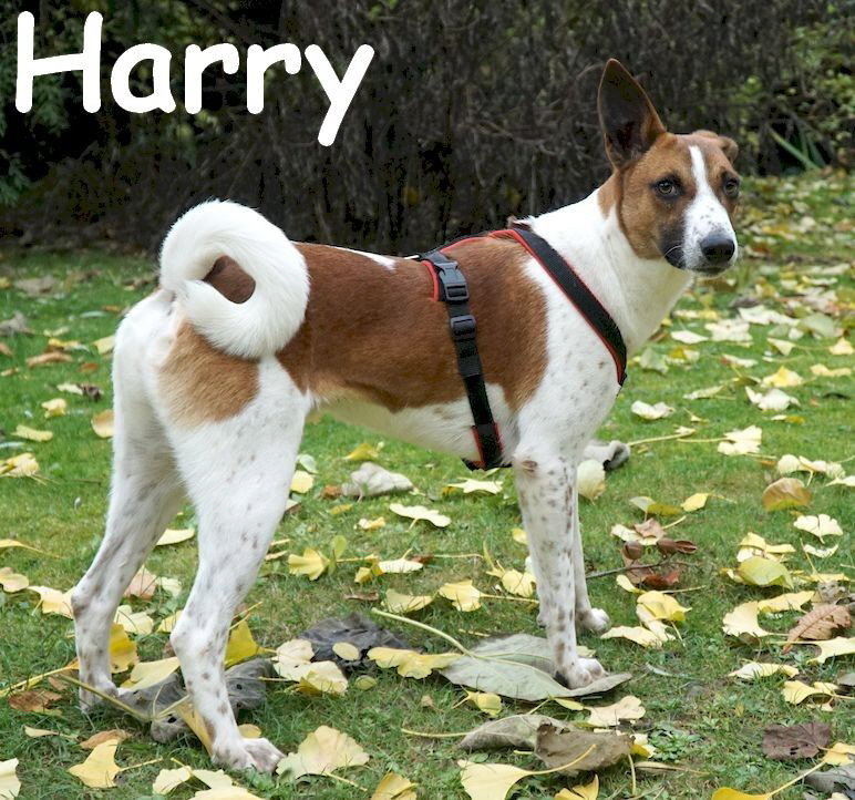 Harry_DSC08117_mN