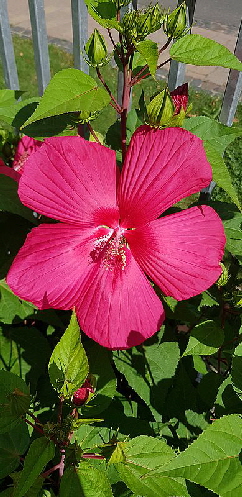 Hibiskus_20200823_104911