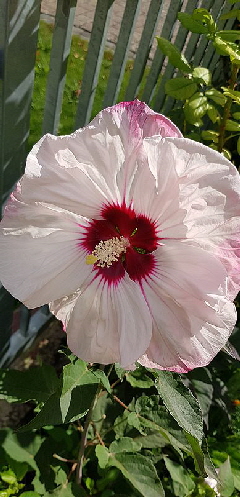 Hibiskus_20200823_104945