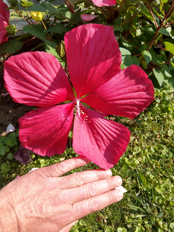 Hibiskus_IMAG1128