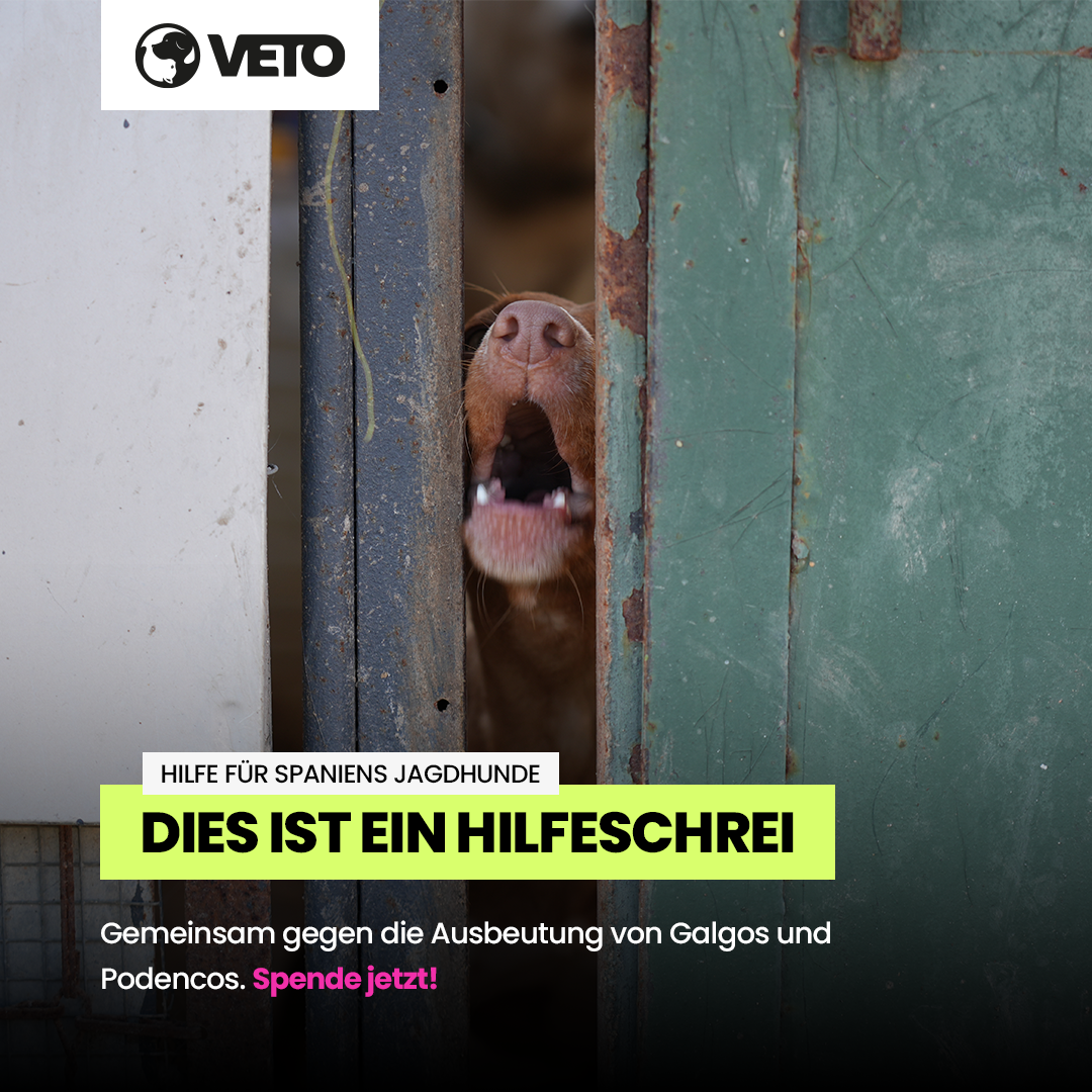 Hilfe fuer Galgos in Not 2025_1_1_V02