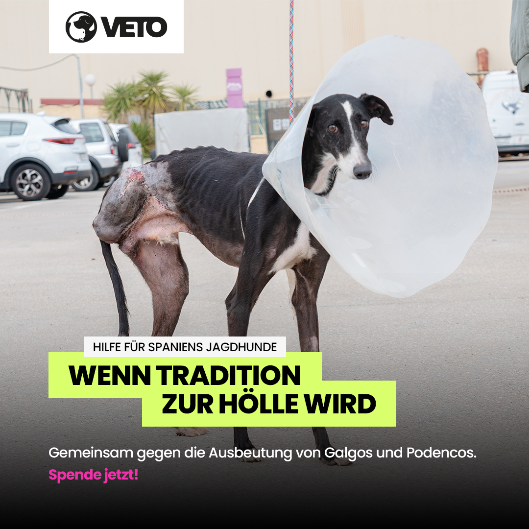 Hilfe fuer Galgos in Not 2025_1_1_V7