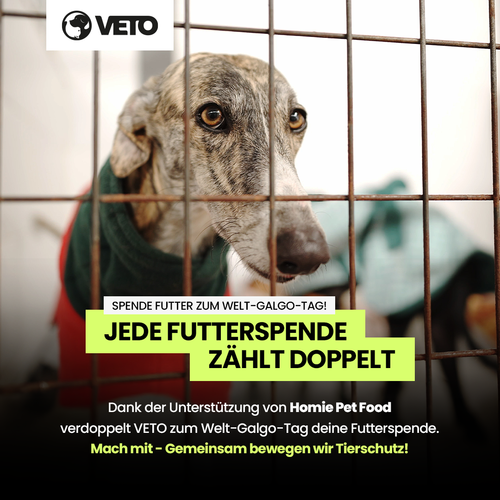 Hilfe fuer Galgos in Not 2025_Verdopplungsaktion_500x500_WGT_1_1_V5_Vereine Kopie