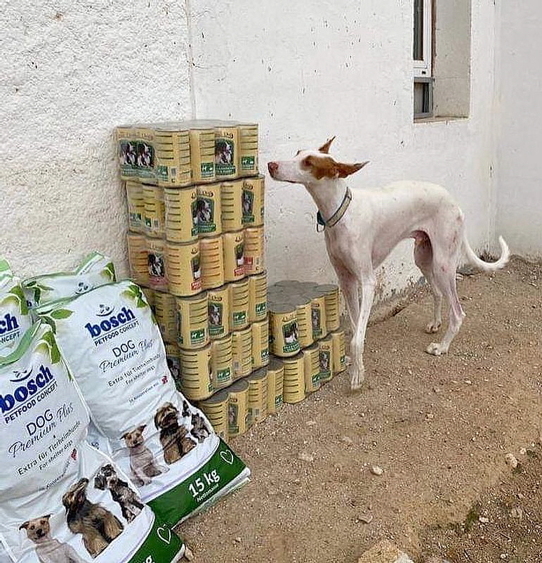 HopeForPodencos_119633986_2699153736989077_1179651566626571965_o