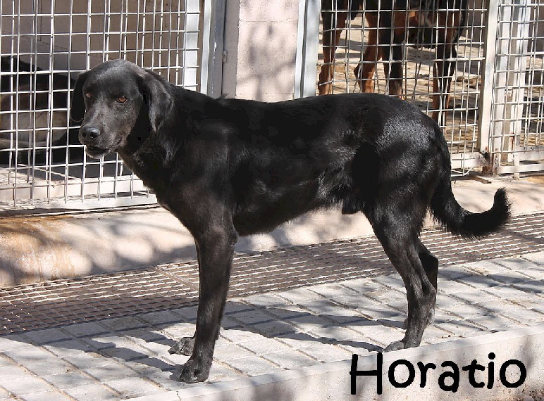 Horatio_4526