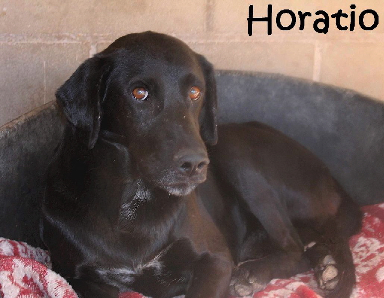 Horatio_9615