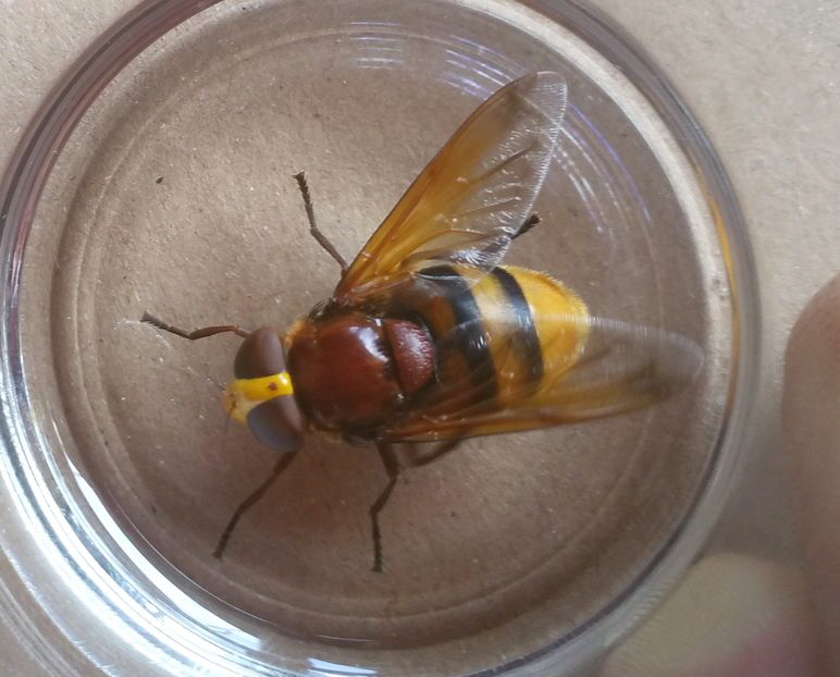 Hornissenschwebfliege_20190803_115509